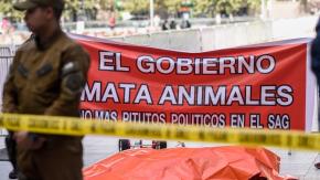 Realizan protesta con un león muerto en los alrededores de La Moneda Realizan protesta con un león muerto en los alrededores de La Moneda