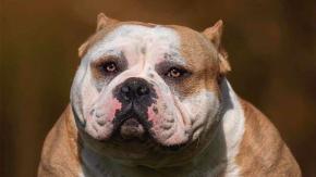 BBC: las prácticas del crimen organizado para lucrarse de la crianza de perros hiperdesarrollados
