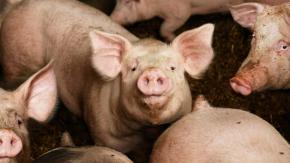 Cerdo mata a un carnicero cuando intentaba sacrificarlo en un matadero de Hong Kong Cerdo mata a un carnicero cuando intentaba sacrificarlo en un matadero de Hong Kong