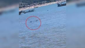 VIDEO: Advierten presencia de especie de tiburón en playa de Dichato VIDEO: Advierten presencia de especie de tiburón en playa de Dichato