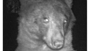 El oso que no podía dejar de tomarse selfies en Colorado El oso que no podía dejar de tomarse selfies en Colorado