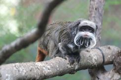 Seguidilla de casos sin resolver en zoológico de Dallas: Ahora desaparecieron dos monos Seguidilla de casos sin resolver en zoológico de Dallas: Ahora desaparecieron dos monos
