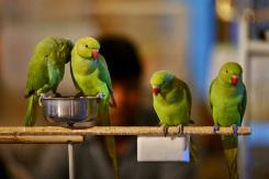 Cuatro personas internadas en Argentina por la “gripe del loro”: ¿En qué consiste esta enfermedad? Cuatro personas internadas en Argentina por la “gripe del loro”: ¿En qué consiste esta enfermedad?
