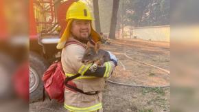 Bomberos logra el rescate de un pudú en medio de los incendios forestales en el Biobío Bomberos logra el rescate de un pudú en medio de los incendios forestales en el Biobío