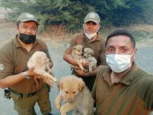 Incendios forestales: Carabineros logró rescatar a cachorros en Quillón, pero su madre falleció Incendios forestales: Carabineros logró rescatar a cachorros en Quillón, pero su madre falleció