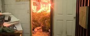 Carabineros decomisa cerca de 250 plantas de marihuana en operativo policial en Pudahuel Carabineros decomisa cerca de 250 plantas de marihuana en operativo policial en Pudahuel