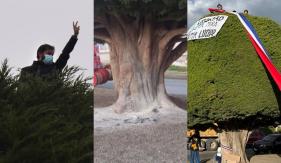 Jóvenes intentaron quemar "árbol símbolo de Boric" en Punta Arenas: vecinos controlaron las llamas Jóvenes intentaron quemar "árbol símbolo de Boric" en Punta Arenas: vecinos controlaron las llamas