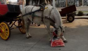 Denuncian que coches victoria siguen operando en Viña del Mar pese a prohibición