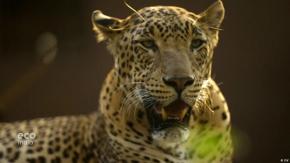 Leopardo irrumpe en un juzgado y deja cinco personas heridas en India Leopardo irrumpe en un juzgado y deja cinco personas heridas en India