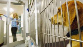 La súplica de veterinario a dueños que dejan a mascotas solas cuando los eutanasian: "Están tristes" La súplica de veterinario a dueños que dejan a mascotas solas cuando los eutanasian: "Están tristes"