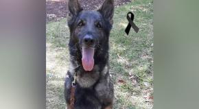 Muere "Proteo", el perro rescatista mexicano que viajó a Turquía para ayudar tras terremoto Muere "Proteo", el perro rescatista mexicano que viajó a Turquía para ayudar tras terremoto