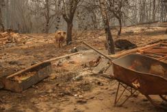 Minagri hace balance de incendios forestales: Más de 4 mil animales han muerto Minagri hace balance de incendios forestales: Más de 4 mil animales han muerto