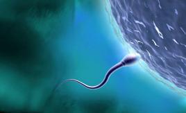 Crean un anticonceptivo masculino que paraliza los espermatozoides Crean un anticonceptivo masculino que paraliza los espermatozoides