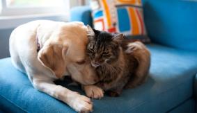 Mujer convivía con cadáveres de perros y gatos "para absorber su energía y vivir más" Mujer convivía con cadáveres de perros y gatos "para absorber su energía y vivir más"
