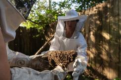 [FOTOS] "Defensora de las abejas" rescata colmenas de las casas de EE.UU para que no las exterminen