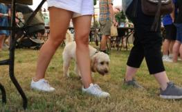 ¡Imperdible! Expo Guau ofrece tips para mascotas, actividades y espacios para emprendedores ¡Imperdible! Expo Guau ofrece tips para mascotas, actividades y espacios para emprendedores