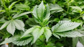 Por qué no ha sido tan rentable cultivar marihuana en América Latina (y quienes dominan el negocio) Por qué no ha sido tan rentable cultivar marihuana en América Latina (y quienes dominan el negocio)