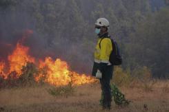 Conejos en la propagación del fuego: Qué dicen los expertos sobre la declaración del ministro Montes