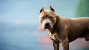 Mujer murió tras ser atacada por un pitbull en España: Lo había adoptado días antes Mujer murió tras ser atacada por un pitbull en España: Lo había adoptado días antes