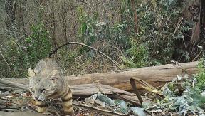 Revelan nuevo registro del gato colocolo en la Reserva Nacional Lago Peñuelas de Valparaíso Revelan nuevo registro del gato colocolo en la Reserva Nacional Lago Peñuelas de Valparaíso