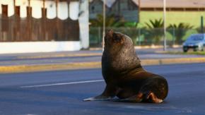 Sernapesca confirmó segundo caso positivo de influenza aviar en lobo marino de Antofagasta Sernapesca confirmó segundo caso positivo de influenza aviar en lobo marino de Antofagasta