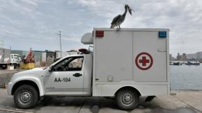 Epidemiólogo llamó a la calma por gripe aviar: "No se puede esperar una epidemia o una pandemia" Epidemiólogo llamó a la calma por gripe aviar: "No se puede esperar una epidemia o una pandemia"