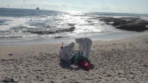 Gripe Aviar: Sernapesca enseña a evitar contagios y da tips para cuidar a nuestras mascotas Gripe Aviar: Sernapesca enseña a evitar contagios y da tips para cuidar a nuestras mascotas