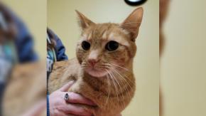 Gatito se perdió en Miami y reapareció dos años después a 2 mil kilómetros de distancia Gatito se perdió en Miami y reapareció dos años después a 2 mil kilómetros de distancia