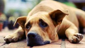 Hombre mató a patadas a un perro frente a su dueña, una niña de 12 años Hombre mató a patadas a un perro frente a su dueña, una niña de 12 años
