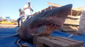 Inusual presencia de tiburón en caleta de Tocopilla: midió más de tres metros y pesó 243 kilos Inusual presencia de tiburón en caleta de Tocopilla: midió más de tres metros y pesó 243 kilos