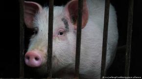 El “rascacielos granja” de 26 pisos creado por China para criar cerdos