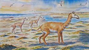 Identifican en Chile una nueva especie de animal prehistórico con apariencia de guanaco Identifican en Chile una nueva especie de animal prehistórico con apariencia de guanaco