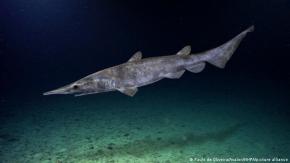 El hallazgo de un raro tiburón duende en el Mediterráneo se trataría en realidad de un juguete El hallazgo de un raro tiburón duende en el Mediterráneo se trataría en realidad de un juguete