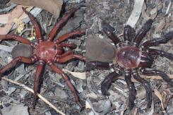 Descubren en Australia "gigantesca" nueva especie de araña Descubren en Australia "gigantesca" nueva especie de araña