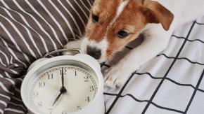 Cambio de hora: ¿Cómo les afecta a nuestras mascotas? Cambio de hora: ¿Cómo les afecta a nuestras mascotas?