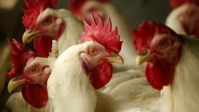 Sacrificarán 40 mil aves tras detectar primer caso de gripe aviar en planta de Agrosuper Sacrificarán 40 mil aves tras detectar primer caso de gripe aviar en planta de Agrosuper