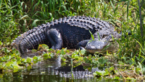 EEUU: Hallan a niño desaparecido en Florida dentro de un caimán EEUU: Hallan a niño desaparecido en Florida dentro de un caimán