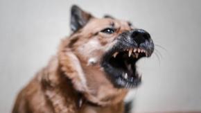 Mujer murió atacada por jauría de perros en Buin: Hombre que intentó socorrerla resultó herido Mujer murió atacada por jauría de perros en Buin: Hombre que intentó socorrerla resultó herido