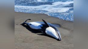 Sernapesca confirma que dos delfines dieron positivo a gripe aviar