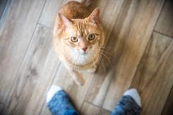 Muere gato que fue violado en Cartagena Muere gato que fue violado en Cartagena