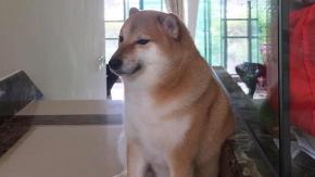 Se niega a comer: Perrito detrás del meme de "Cheems" en estado grave de salud Se niega a comer: Perrito detrás del meme de "Cheems" en estado grave de salud
