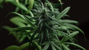 ¿Se puede autocultivar marihuana de manera legal?: Las posibilidades y límites de la nueva ley antinarcotráfico ¿Se puede autocultivar marihuana de manera legal?: Las posibilidades y límites de la nueva ley antinarcotráfico
