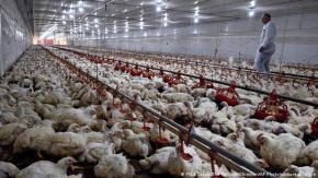 Brasil declara "emergencia zoosanitaria" por gripe aviar Brasil declara "emergencia zoosanitaria" por gripe aviar