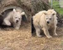 [VIDEO] Oso se hace viral por su terrible aspecto tras salir de su hibernación: "Nunca me sentí más identificada"