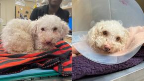 Rescatan a perrito con sobredosis en EEUU: Su dueño le hacía consumir drogas Rescatan a perrito con sobredosis en EEUU: Su dueño le hacía consumir drogas