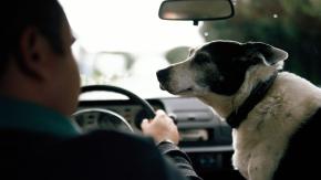 Hombre intentó evitar detención por conducir ebrio y cambió de puesto con su perro Hombre intentó evitar detención por conducir ebrio y cambió de puesto con su perro
