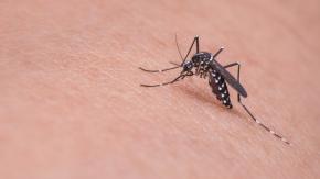 Minsal decreta Alerta Sanitaria en siete regiones por presencia del mosquito del dengue Minsal decreta Alerta Sanitaria en siete regiones por presencia del mosquito del dengue