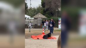 Perro se hace viral por echarse encima de un "muerto" en La Serena: ¿Cuál es la verdad tras el registro? Perro se hace viral por echarse encima de un "muerto" en La Serena: ¿Cuál es la verdad tras el registro?