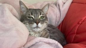 Hombre de 32 años estranguló a su gato y luego intentó matar a su perro en Iquique