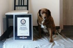Bobi, el perro más viejo del mundo cumplió 31 años Bobi, el perro más viejo del mundo cumplió 31 años